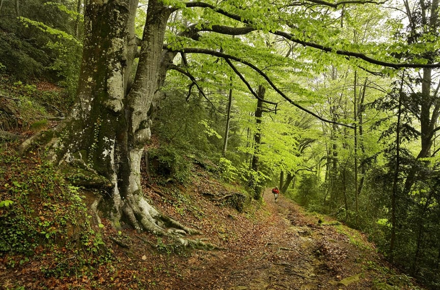 1. M'agradaria parlar-vos d'un dels meus arbres preferits: el faig. També conegut com a faja, fai o hai en aranès.
Encara que les fagedes més conegudes són les del Montseny, Jordà o Val d'Aran, en realitat n'hi ha moltes més. És un arbre bastant freqüent a Catalunya.