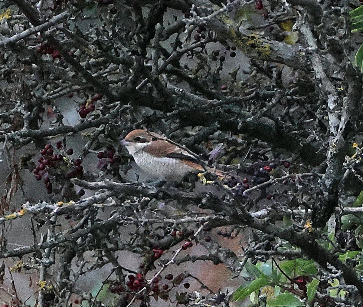 Ian Conn tweet media