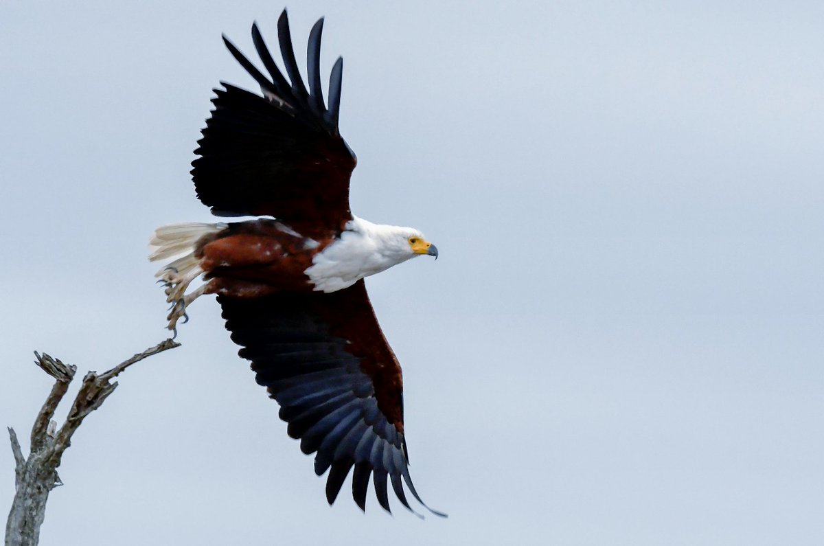 ParrotSafaris's tweet photo. The African Fish Eagle, often called the “voice of Africa,” soars proudly over Kenya’s Rift Valley lakes.

Catch this iconic bird in action at Lake Naivasha or Lake Nakuru, where nature speaks through its wings.

Book Now!
Call Us: 0114086126
Email: info@parrotsafaris.com https://t.co/WZ7ELr3EkV