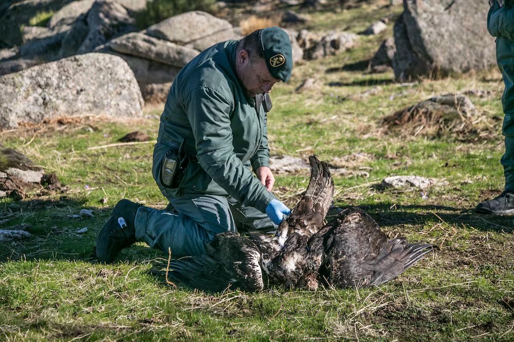 🛑ALERTA
Cebos envenenados en #Cercedilla. elpais.com/clima-y-medio-…