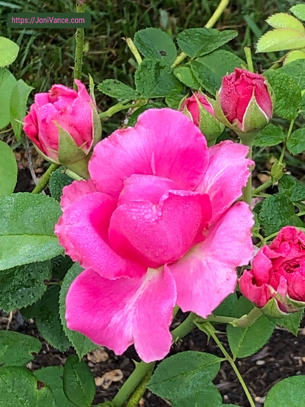 Made you a PBnJ...Pause...Breathe...nJoy.© More precious than flowers, God made us beautiful at every age! Praying for you. JoniVance.com