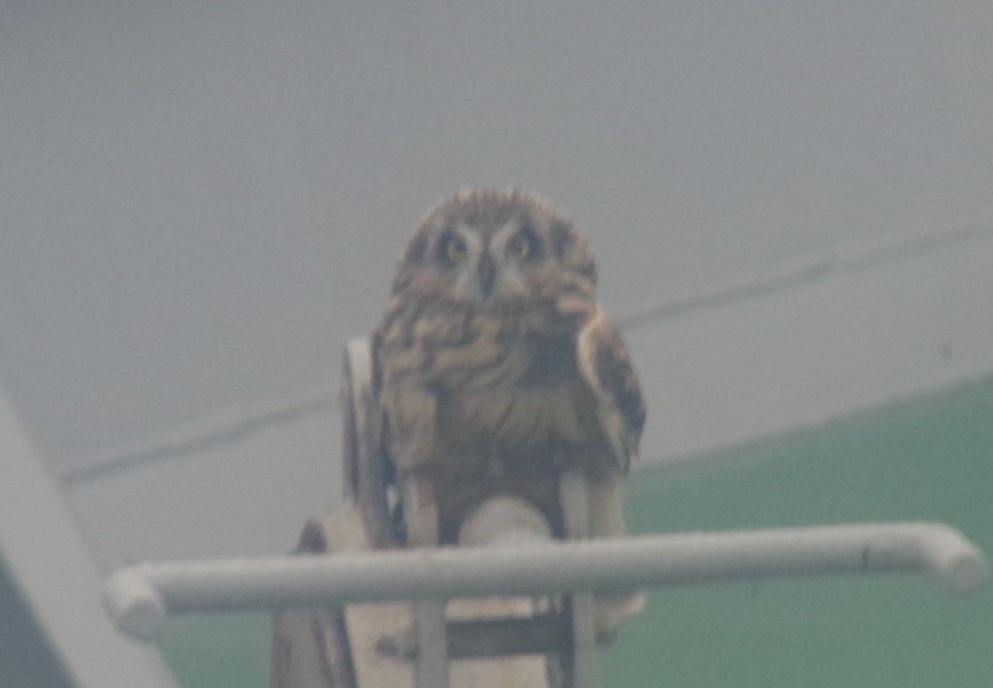 日本海を航行中の #巡視船いわみ で渡り鳥？が羽休め🦅
船首で羽を休める姿になんともほっこりした気持ちに😊

風速18メートルの大時化の中訪れたこの２羽は、、、
なんという鳥なんでしょうか🤔💭

#海上保安庁 #八管区 #巡視船 #野鳥 #猛禽類 #ほっこり