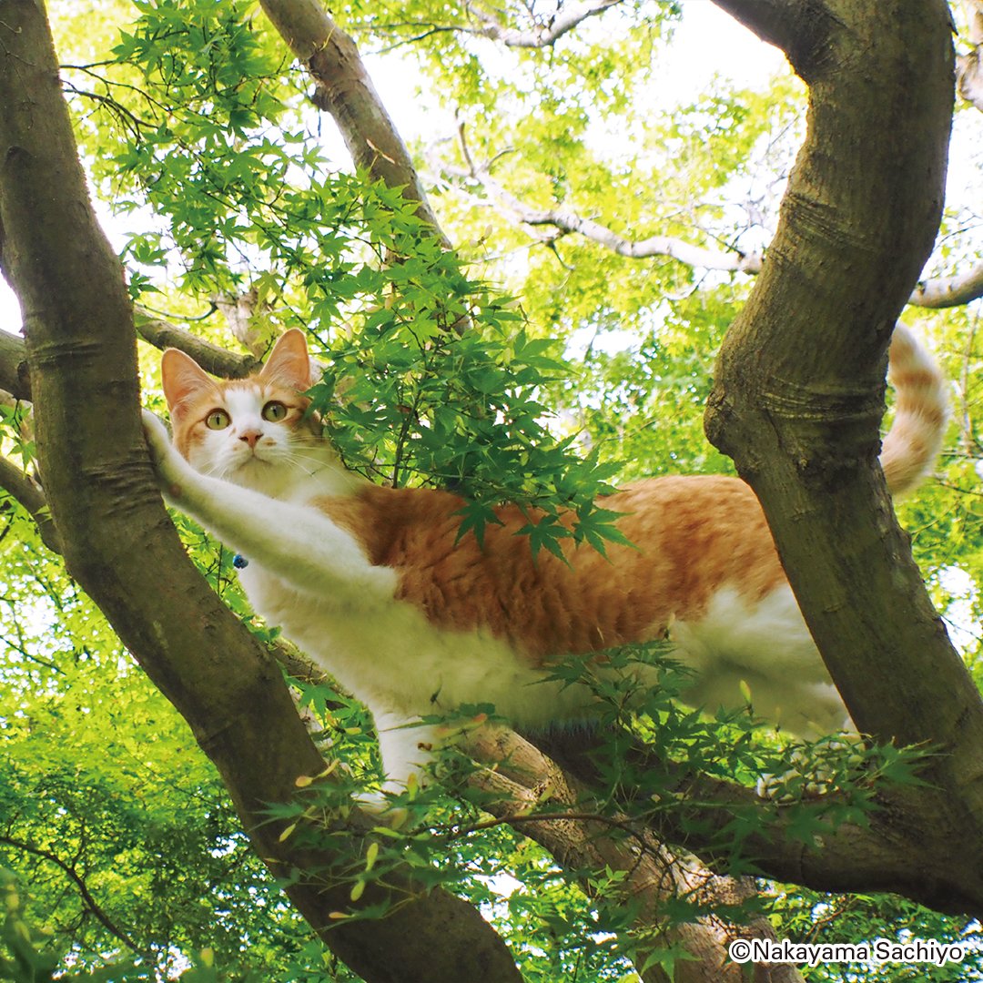 info_calendar's tweet photo. 木登り〜
#カレンダー倶楽部 #ねこ散歩 #猫 #猫好きさんと繋がりたい #ねこ #ネコ #中山祥代 #外猫
#カレンダー倶楽部 #2026カレンダー https://t.co/Nev6l41Fn0