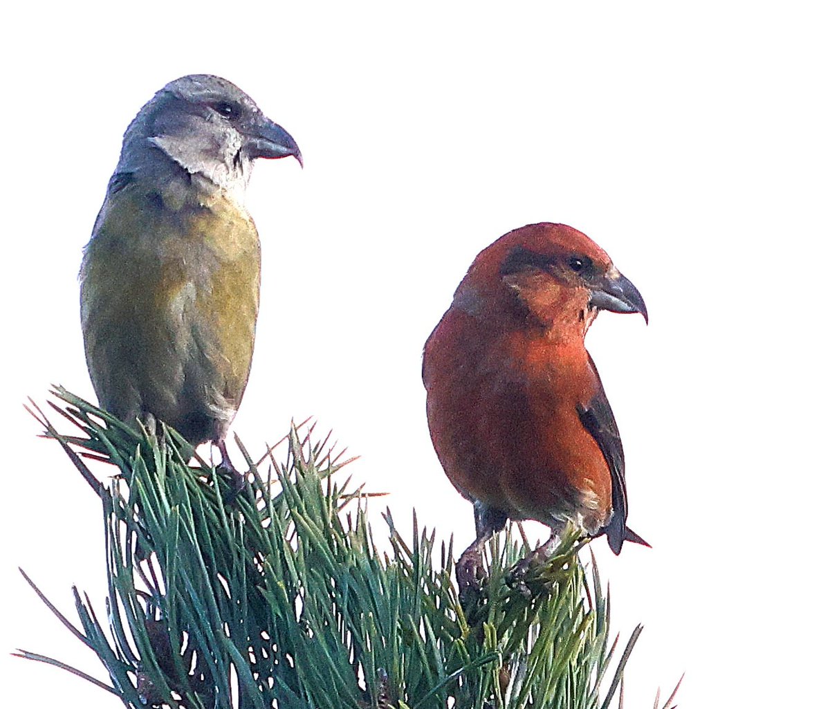 Ian Conn tweet media