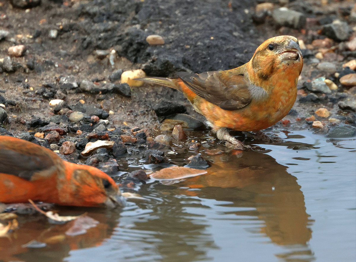 Ian Conn tweet media