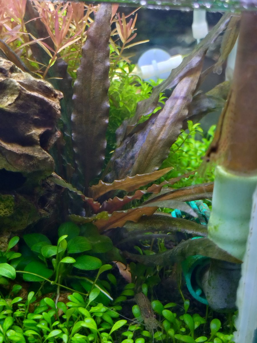 水草 MIZ chanet_433723