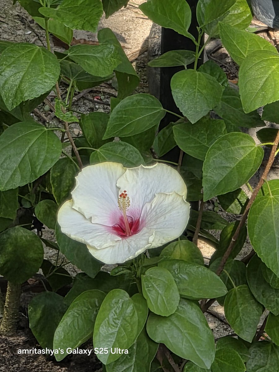 amritashya's tweet image. 30x zoom clicks after the October update. Share your thoughts, friends! 🤔📱📸 #Zoom #Update #OctoberUpdate #Clicks #Thoughts #Oneui8 #S25ultra