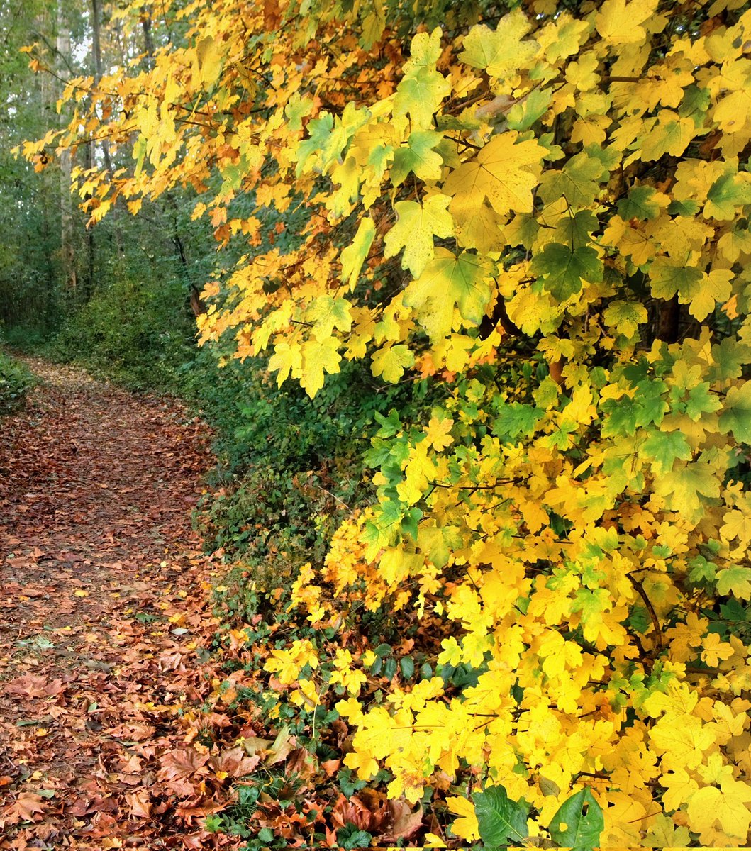 MESSAI_Bill's tweet image. Good Tuesday 🍂 #TuesdayVibes