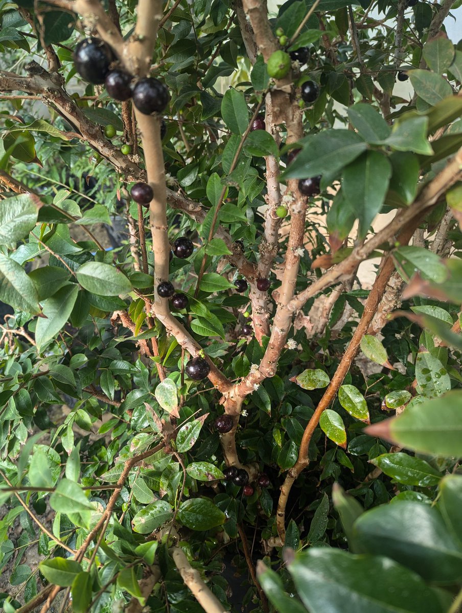 小物 kyasarin Nike Air Kukini SE Shoes 