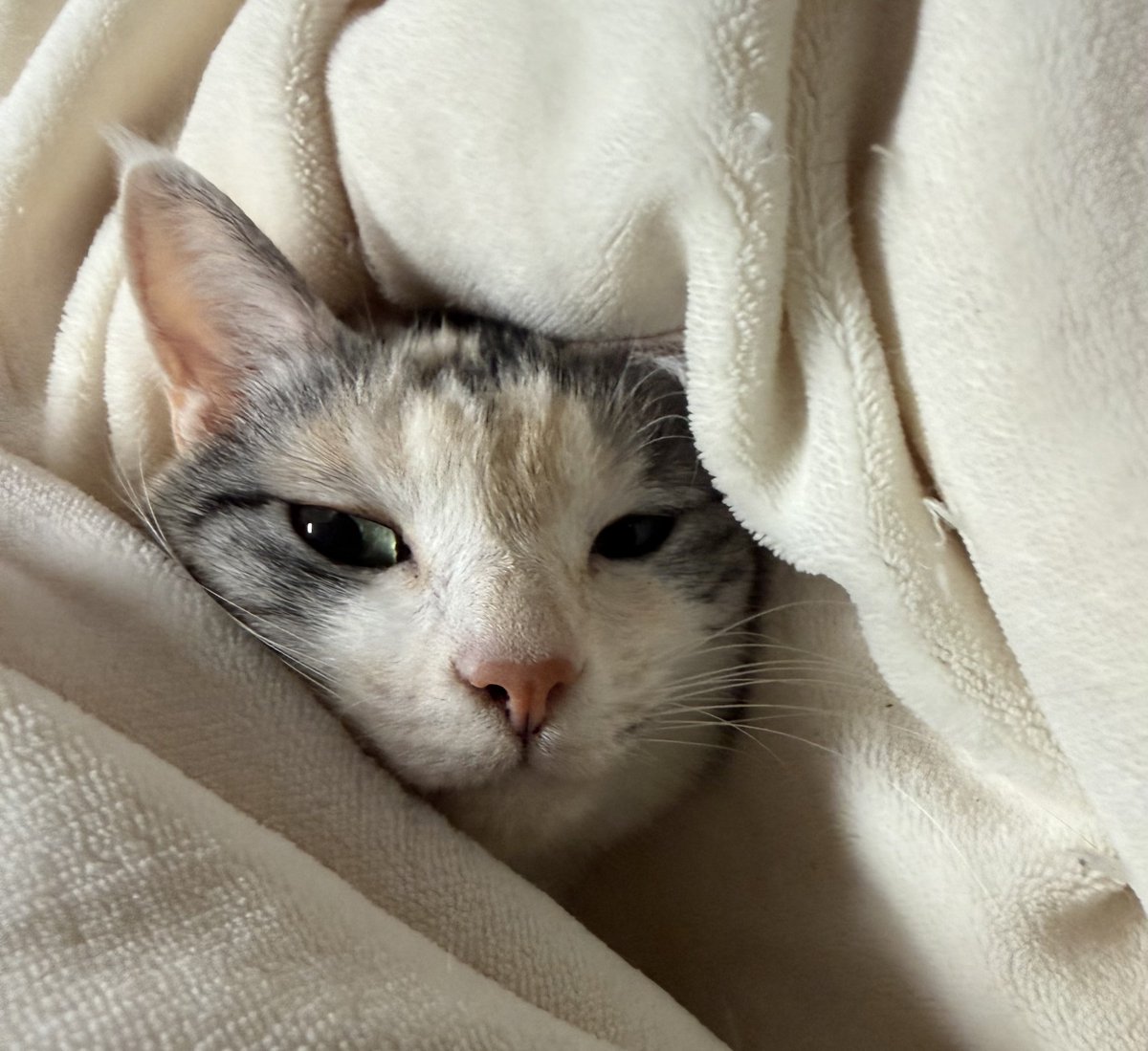 専用商品K-8925 失われた野生ねこチャーム(和柄) レジンパーツ ねこりん（やまねこショップ） (@yamanekorin) ⁄ Posts ⁄ X