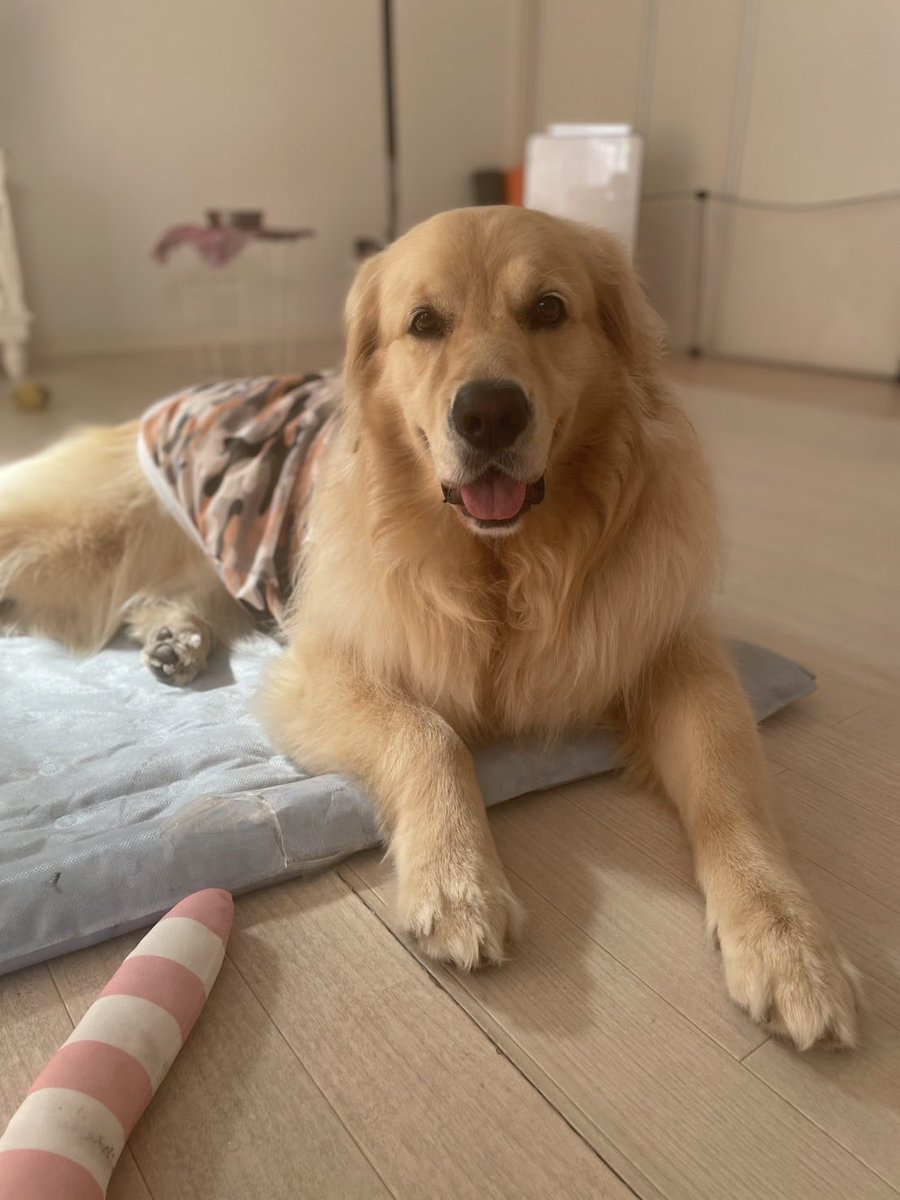 ゴールデン＠チップ (@zawaten30) / Posts / X