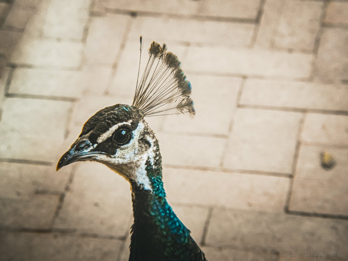 objetsdot's tweet image. Theme: Portrait