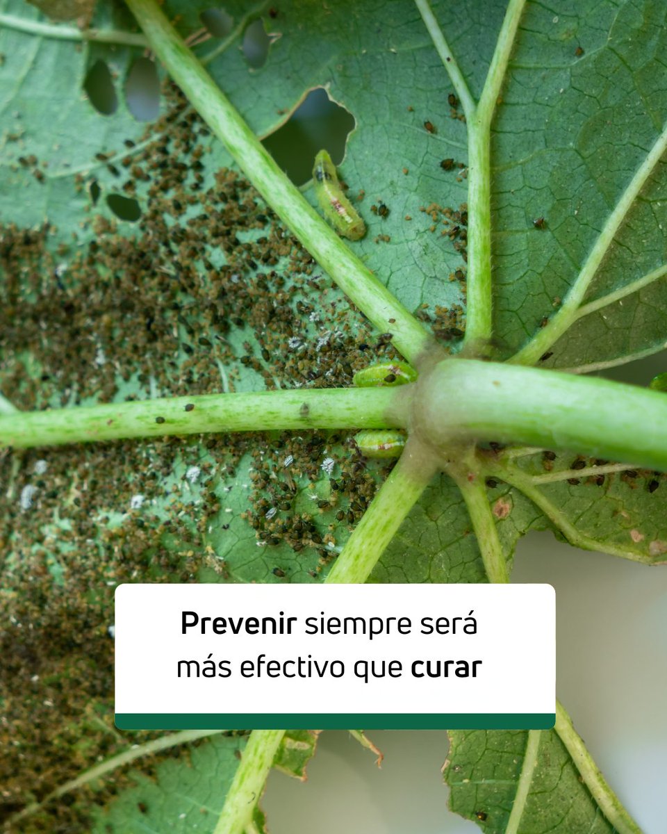 Revisar regularmente el cultivo para identificar signos tempranos de plagas y actuar de forma preventiva. 🌱

✅ Inspecciona hojas y tallos
✅ Controla la humedad del suelo
✅ Refuerza la nutrición del cultivo
✅ Aplica soluciones biológicas antes de que la plaga avance