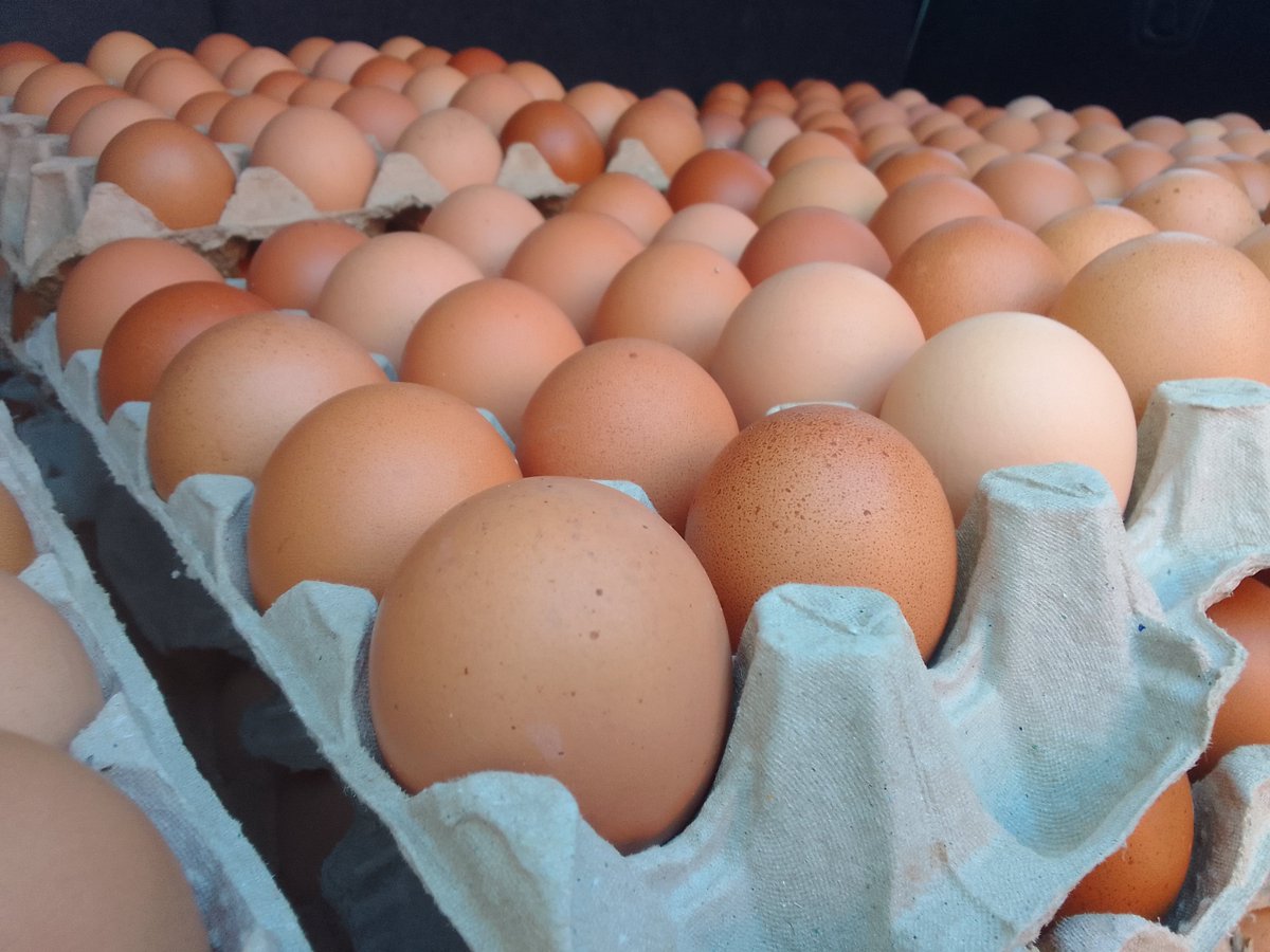 PJlepheana's tweet photo. O tsoha o sa tsebe hore o ja eng? 😩
Ha u na bothata — mahe a Lepheana Fresh Farm a o pholosa letsatsi le letsatsi! ☀️

M55.00 feela tray 😋
C/W: (+266) 59416670

Re o tlisetsa moo o teng!

#BreakfastSorted #EggsOnDeck #LepheanaFreshFarm https://t.co/Y1sd2MHjzi