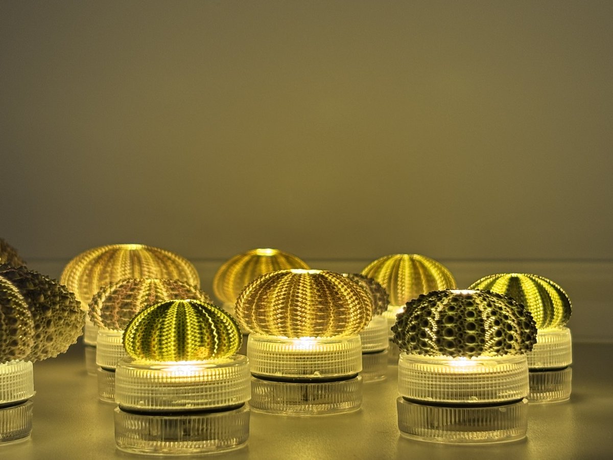 【1045】海老とキノコのうどんチャーム／ストラップ 1045】海老とキノコのうどんチャーム／ストラップ 1045】海老とキノコ