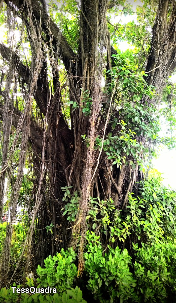 Kon_tessa's tweet image. #TuesdayTrees
This Ficus needs a haircut or a ponytail😂Happy Tuesday!