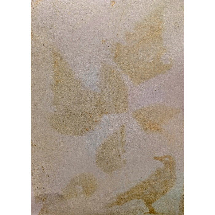 alternativephot's tweet image. 🌿 World Anthotype Day is now closed, and we will post out anthotypes from flowers and plants! 

➥Walnut by Arindam Majumdar
➥Mix of Horsetail, Nettle and Rosemary by Andrea Perrotat
➥Salmonberry Ellen J. Craft

👉 alternativephotography.com/world-anthotyp…

#anthotypes #worldanthotypeday