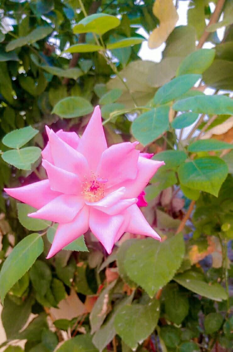 6_Zaini's tweet photo. آج کے خوبصورت پھول 💐 💐 💐 https://t.co/fEBPJM40wP