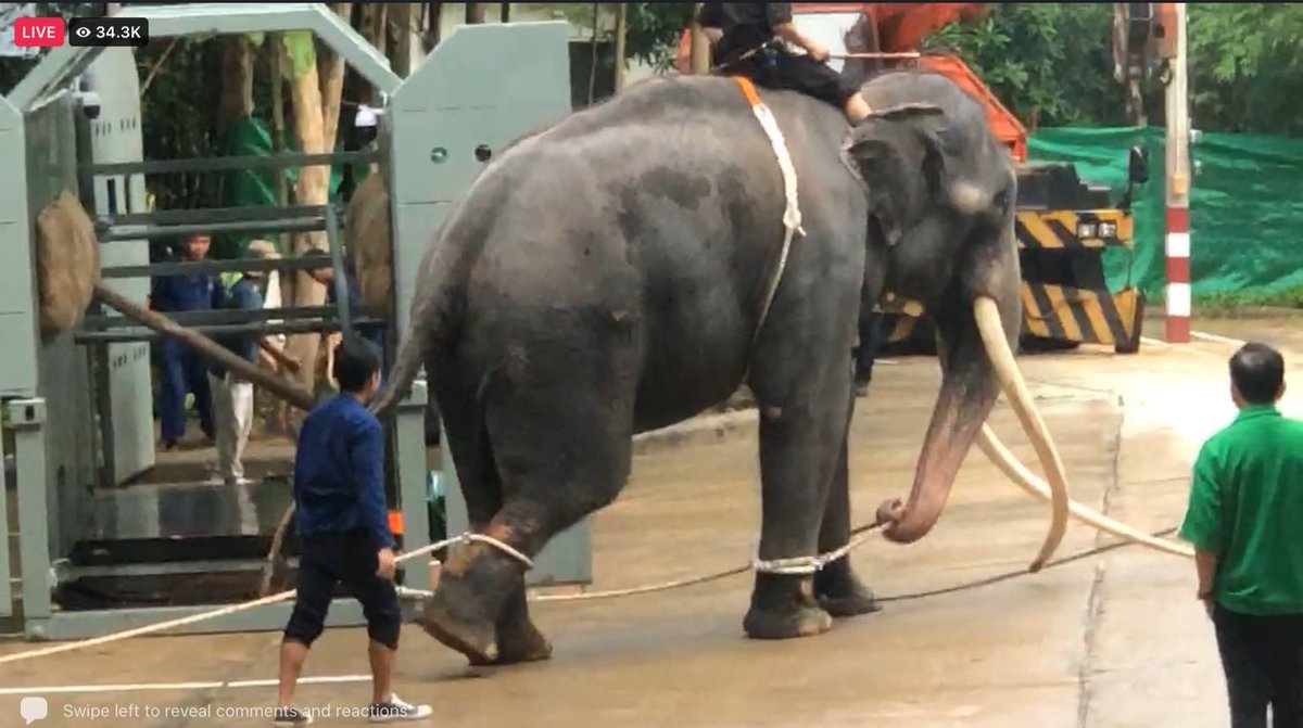 หวังว่าประตูผากับศรีณรงค์จะได้กลับบ้านเหมือนพี่ธุนะ ขอให้ได้เห็นภาพแบบนี้อีกครั้ง พ่อพลายทั้ง2ทำงานหนักมากแล้ว ขอให้ได้กลับมาพักผ่อนที่บ้านเกิด 🙏🏻 ไปเป็นทูตสันถวไมตรี ฟังดูดีแต่ดูเขาทำกับช้างเราดิ #ทวงคืนช้างไทย #พลายศักดิ์สุรินทร์ #พลายประตูผา #พลายศรีณรงค์