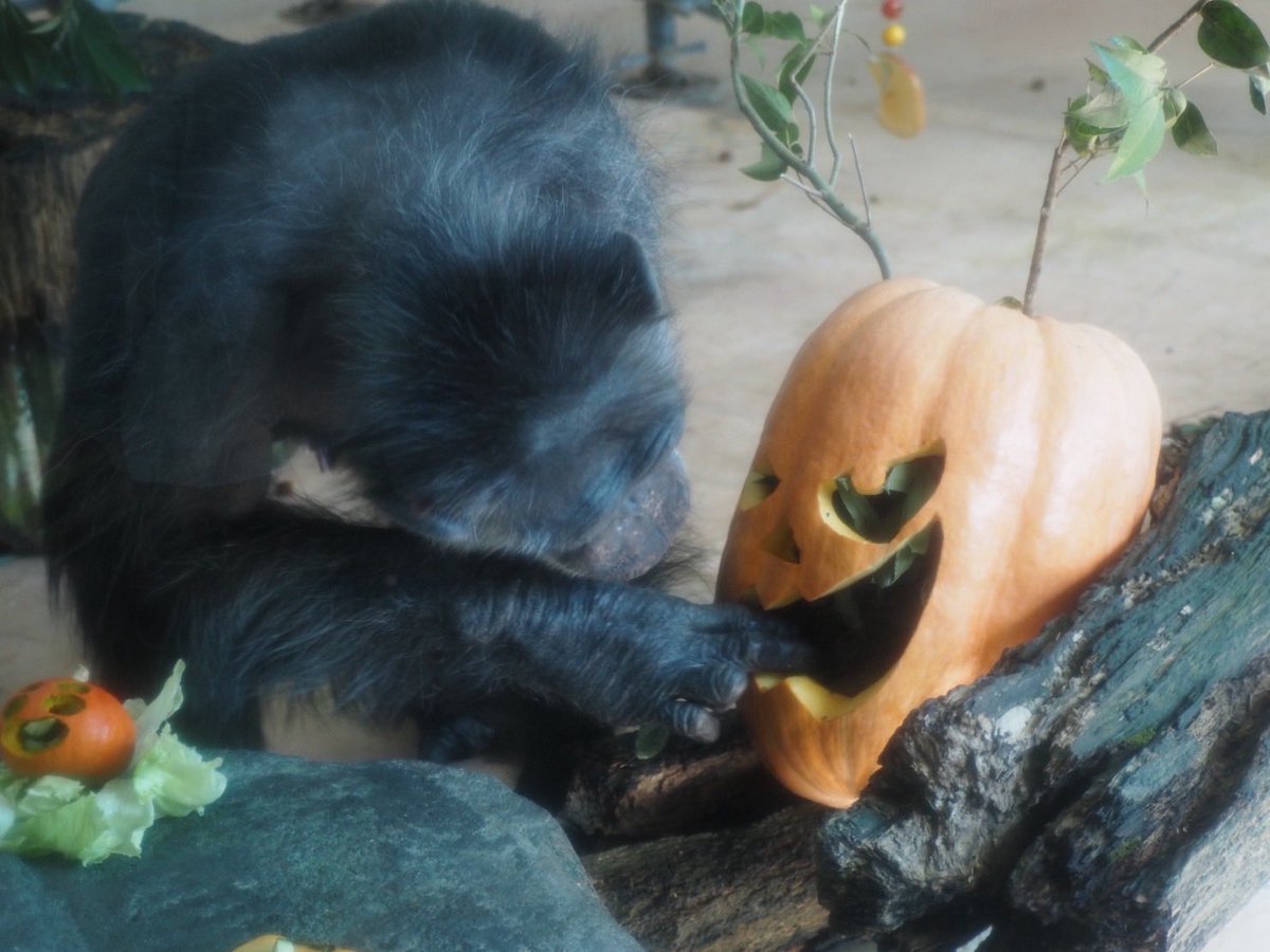 熊本市動植物園(公式) on X
