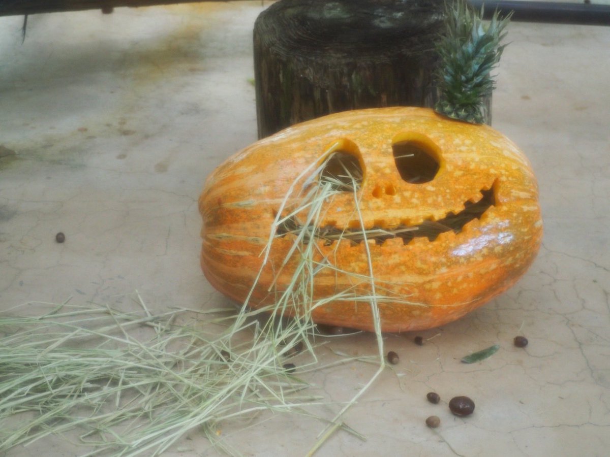 ⭐︎チンパンジー⭐︎ ハンチング帽 メンズ 春夏 帽子 ハット ハンチング サイズ調整