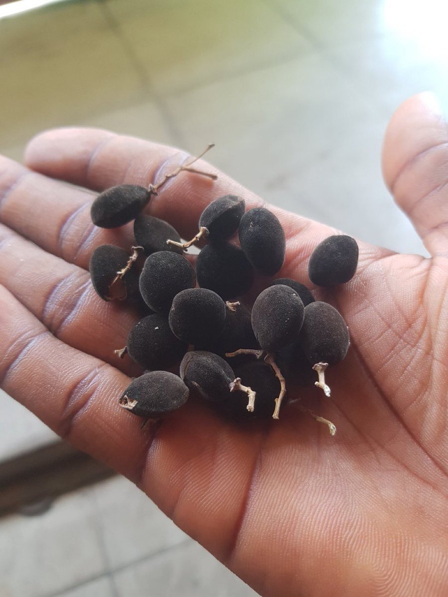 NuJhayhne's tweet photo. What's this called in your native language? https://t.co/Xoysz6MWFc