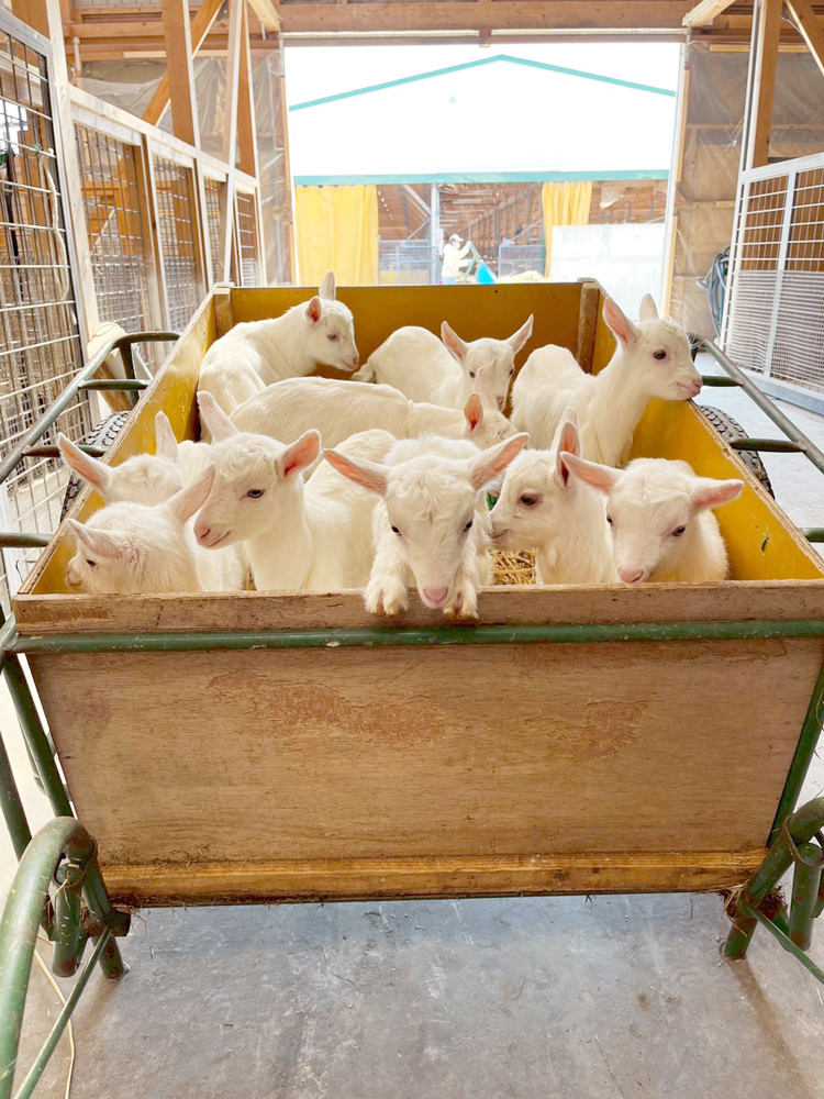 _petitechevre's tweet image. 子やぎちゃん号出発ー!🐐🐐🐐