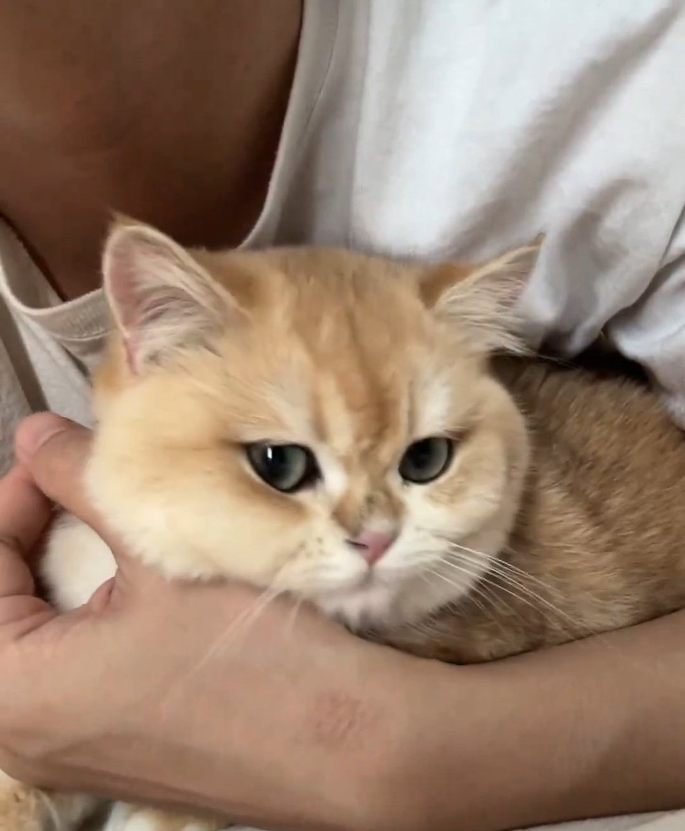 MyLuve0425's tweet image. อ้อมกอดนั้นอุ่นไหมคะเด็กๆ ✨🐈⬛🐈
ʚ˙⋆ #บิวจักรพันธ์ #BuildJakapan ⋆˙ɞ  
          ❀˖° @JakeB4rever °˖❀