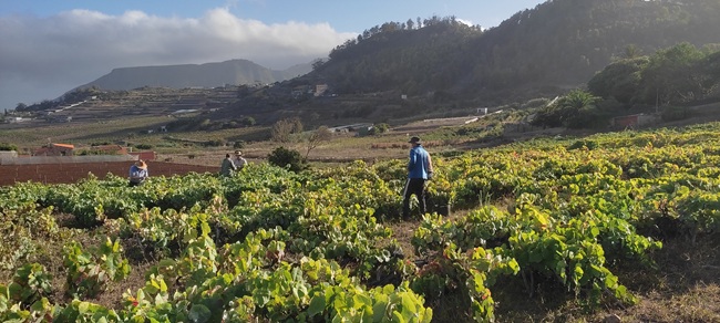 La vendimia de la Pequeña DO <a href="/tacovin/">Tacoronte-Acentejo</a> , la de menor producción del siglo XXI, pero con una excelente calidad