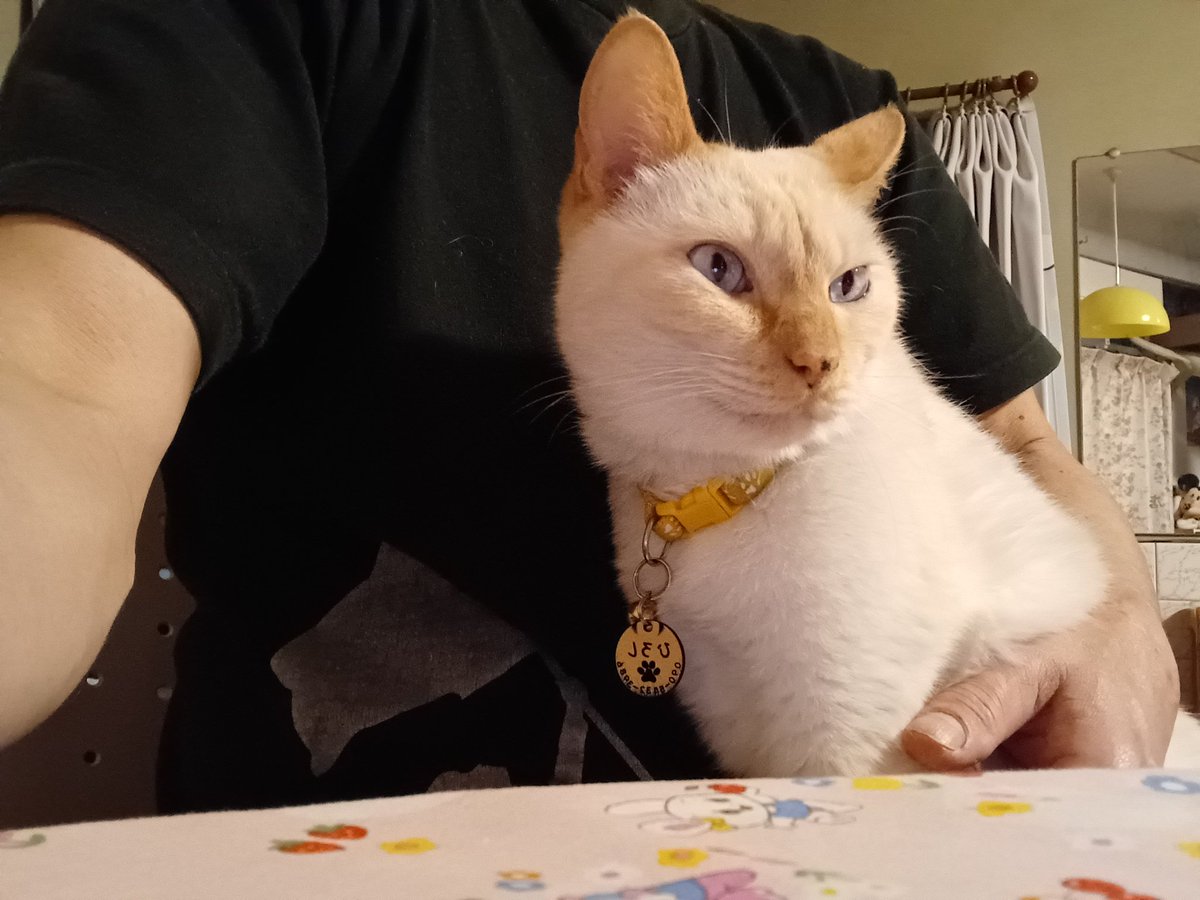 Hiroshi1970Cat's tweet image. 🌰秋冬❄️は店主にひっつきっぱなし。

#ねこ宇宙 #看板ねこ #まねきねこ #笹かま猫 #ねこのいる整体サロン