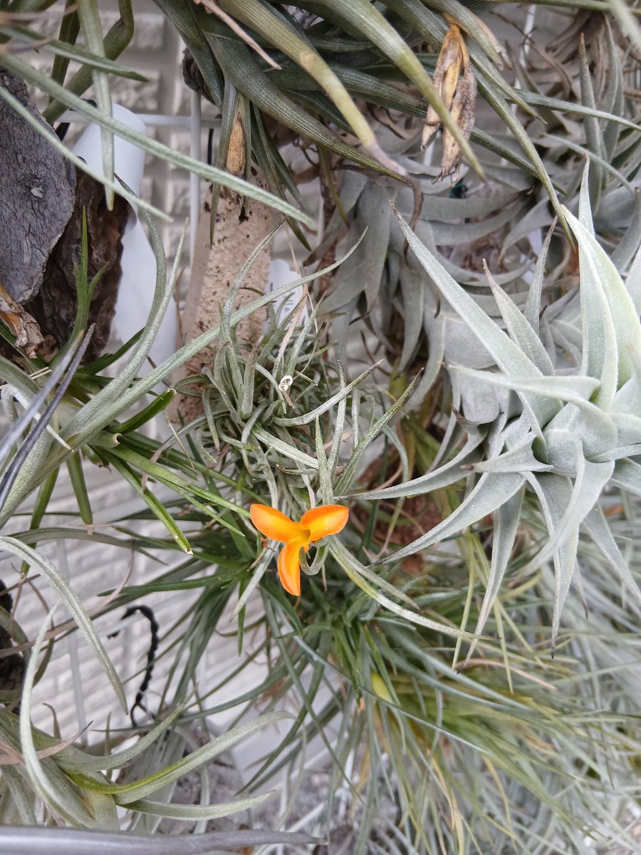ヒルタ Tillandsia This is a stunning specimen of Tillandsia 'Bird Rock