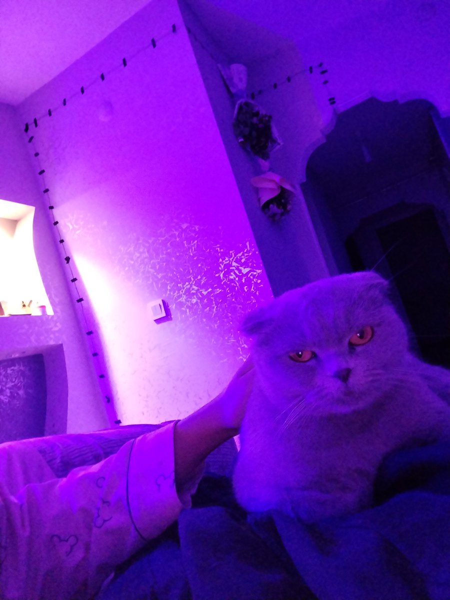 Dünyanın en havalı kedi resmi bendedir