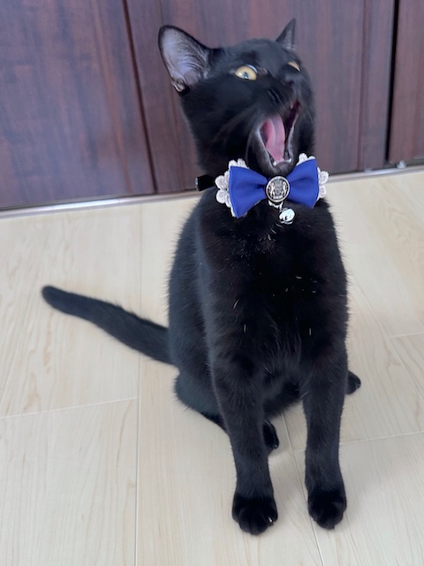 梅子の部屋 on X