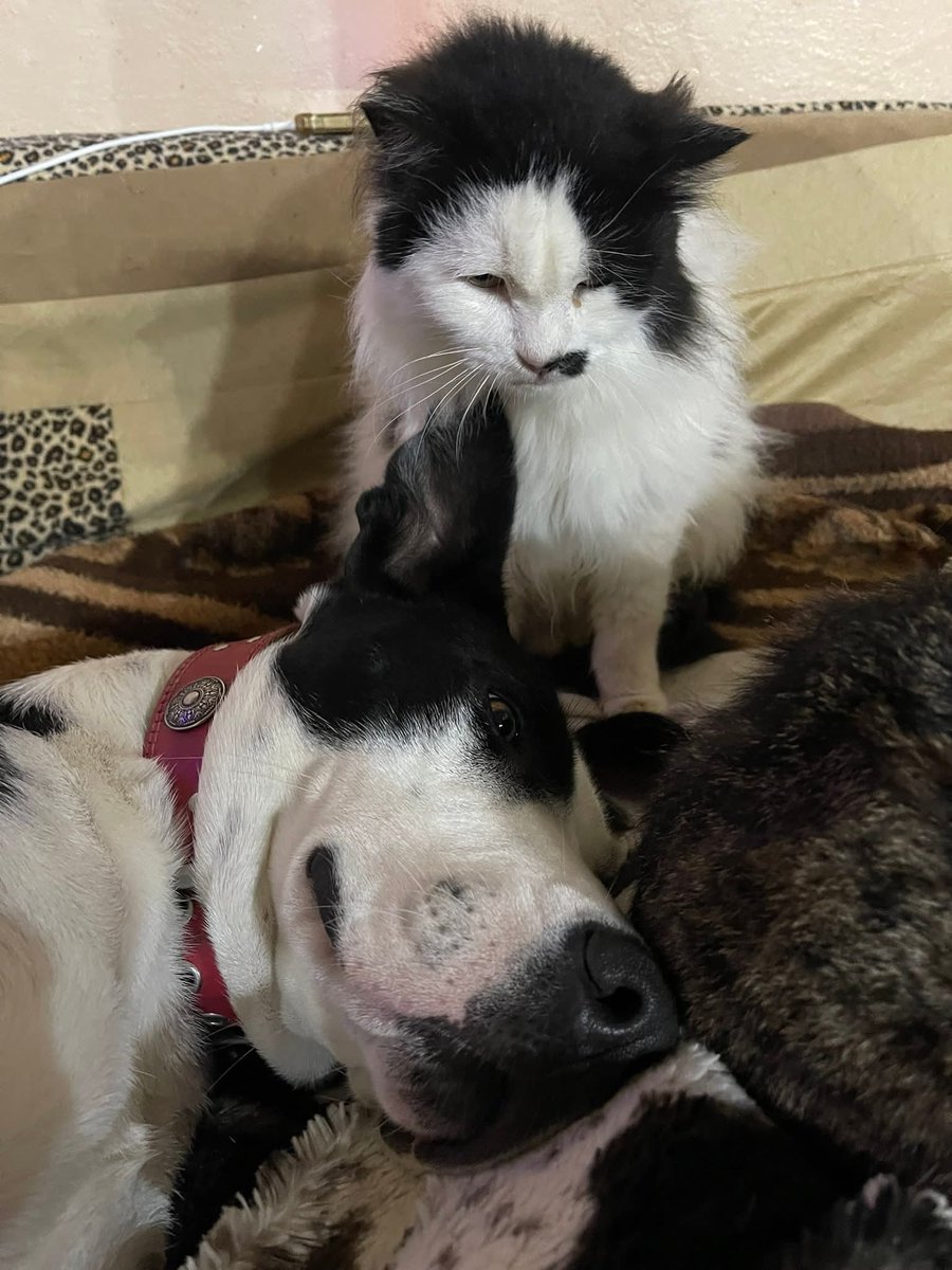 Zwei besondere Schätze, die sich richtig gern haben!
❤️YLVA und MAJA ❤️
MAJA hat nächste Woche ihren OP-Termin wegen der Geschwulst an der Milchleiste. Sie kann alle guten Gedanken brauchen.
Eine große Hilfe wäre auch eine kleine Patenschaft für MAJA. Ihr fehlen 39€ monatlich.