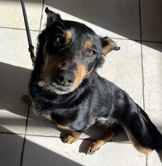 Forest - 2-3 years, male - Kelpie x - SA *Adopted*
workingdogrescue.com.au/?p=122591
Adopted,archive,AWDRI,kelpie,SouthAustralia(SA)