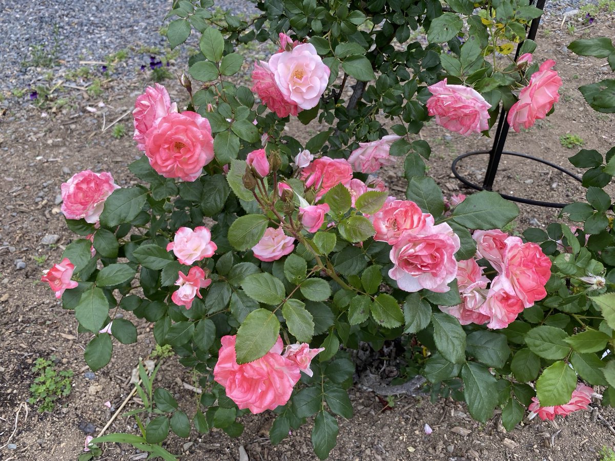 薔薇 京成バラ園芸(株)バラ営業部 | スプレー切バラ【ストロベリー