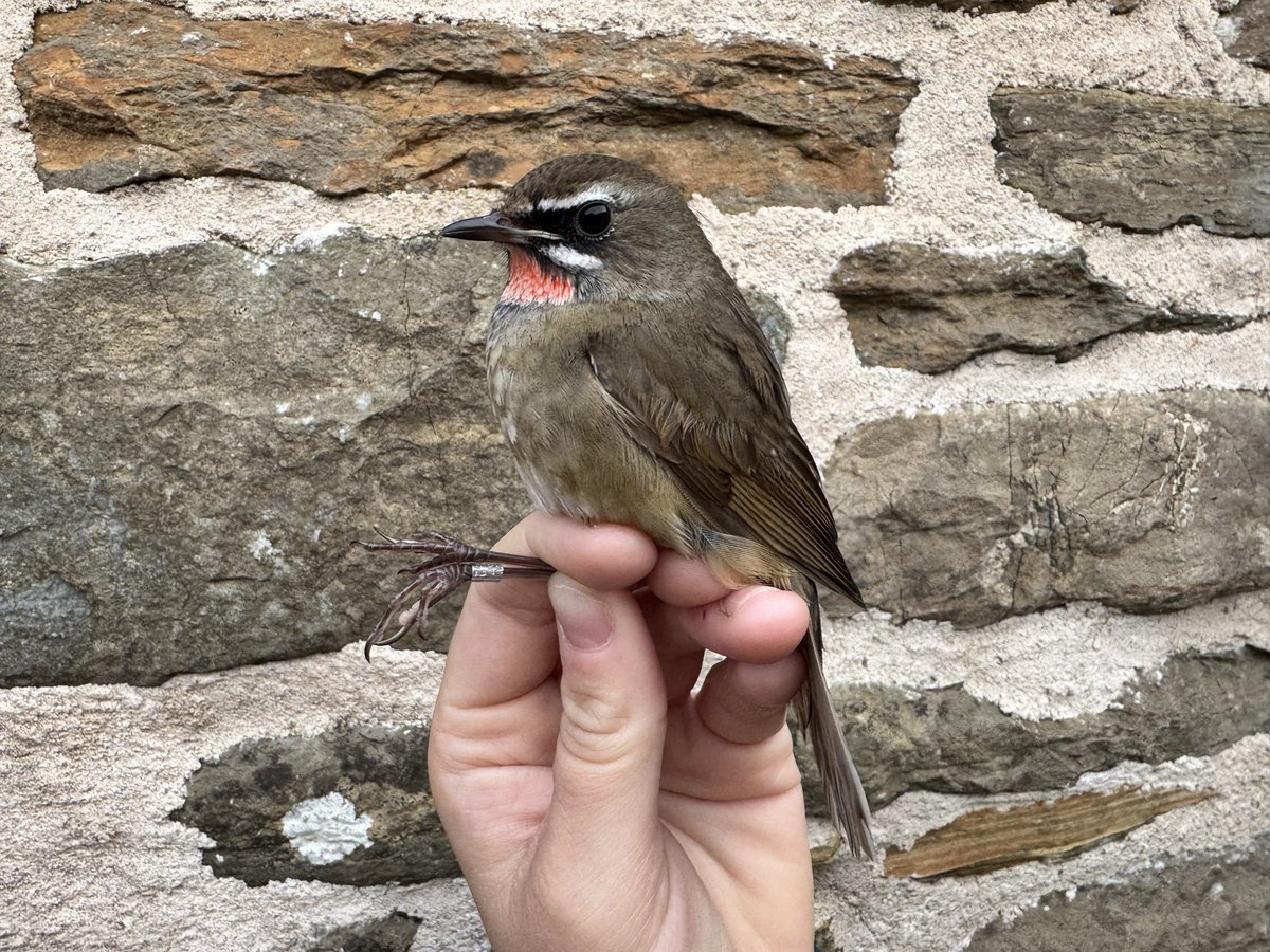NRonBirdObs's tweet image. Not the phone call we were expecting from Rob at the nets this morning. 1cy male Siberian Rubythroat trapped at Holland!