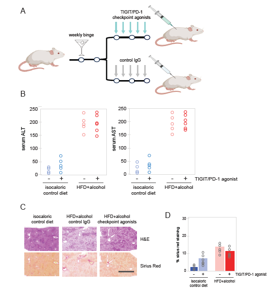 Fibrosis_htu's tweet photo. ✨New paper published✨
Immunoprofiling of Alcohol-Activated Hepatic Stellate Cells Reveals Mechanisms of Immune Evasion through NK/T Lymphocyte Checkpoint Signaling
🔓Read full paper for free: https://t.co/ttxesEKAuF
#HepaticStellateCells https://t.co/4Q6cRVKFhs