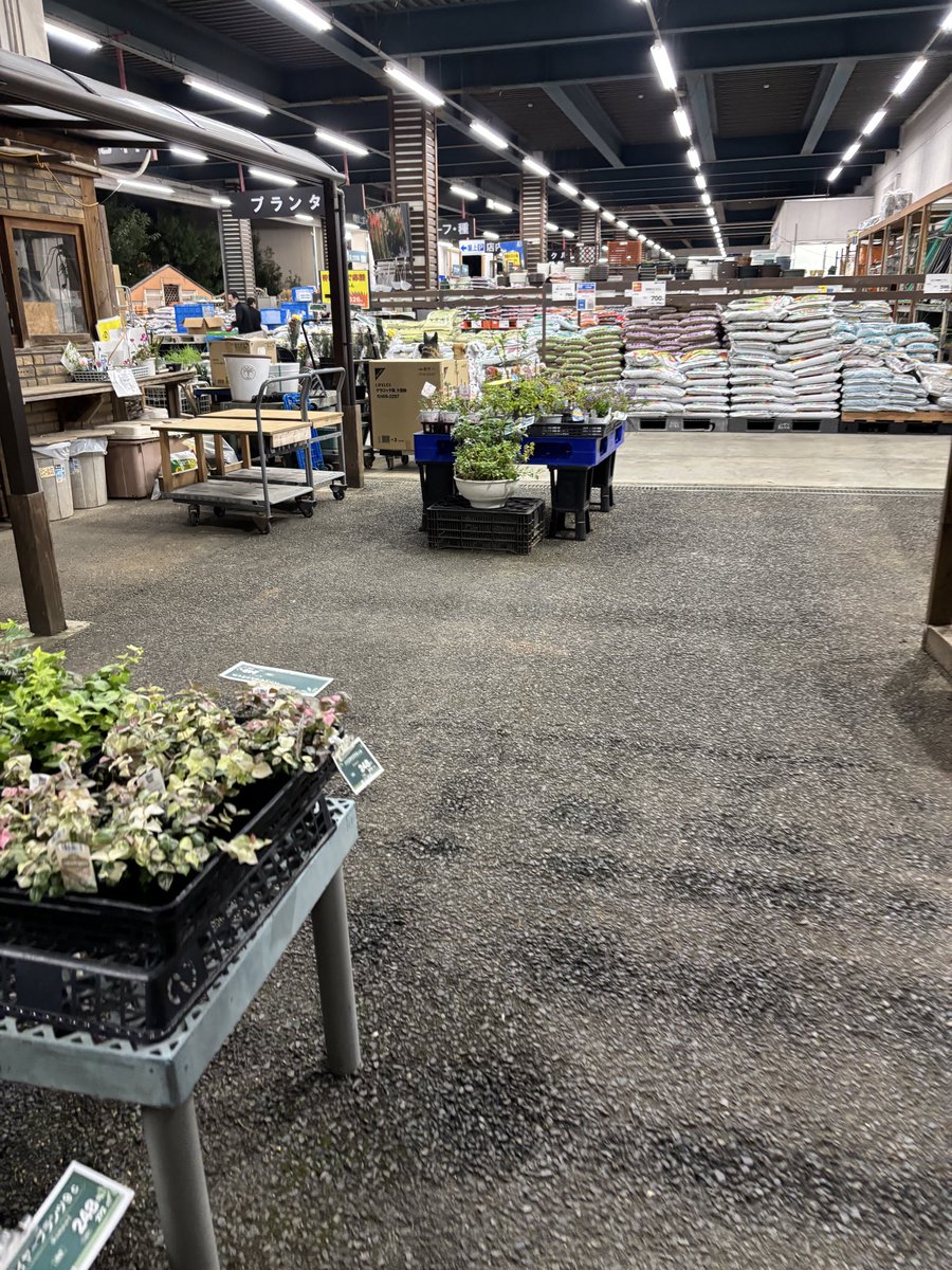 わーいビーバートザンに来た