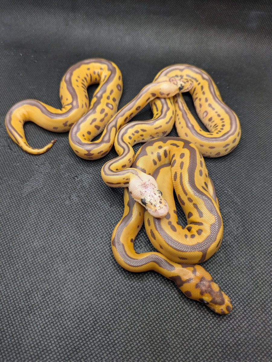 Bp_Loony's tweet image. Leopard Monarch Het Clown
Pastel Leopard Monarch Het Clown
Leopard MonarchClown
Pastel Leopard Monarch Clown
Pastel Leopard Monarch Clown
#ボールパイソン
#ballpython