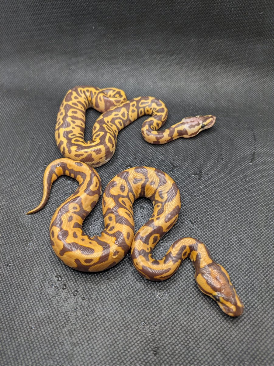 Bp_Loony's tweet image. Leopard Monarch Het Clown
Pastel Leopard Monarch Het Clown
Leopard MonarchClown
Pastel Leopard Monarch Clown
Pastel Leopard Monarch Clown
#ボールパイソン
#ballpython