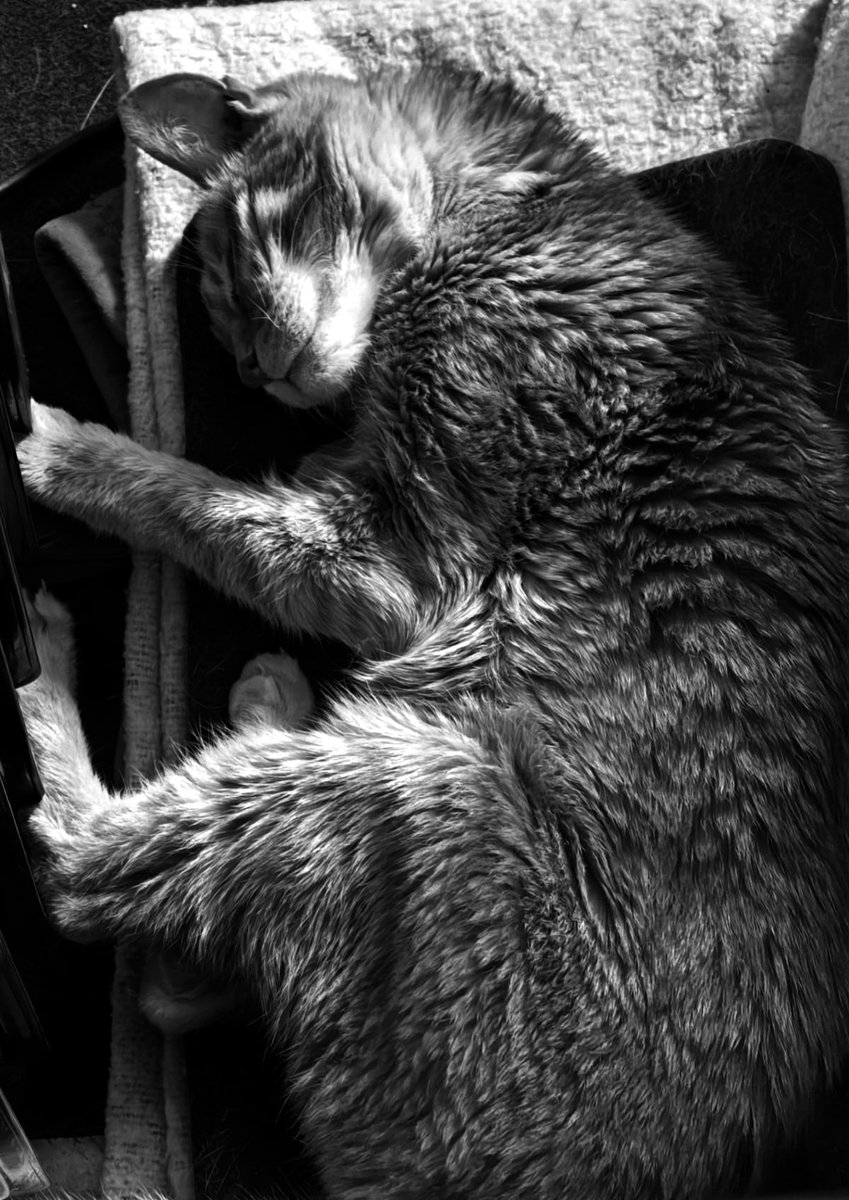 Nach 20 langen Jahren muss ich mich heute von dir verabschieden. Du hast lang beigestanden aber nun ist dein Limit erreicht. Du bist ein Krieger..du darfst nun ruhen und die Regenbogenbrücke erklimmen.
Danke für alles. Ich bin stolz auf dich.
⭐14.04.2005 - 28.10.2025 🕊️