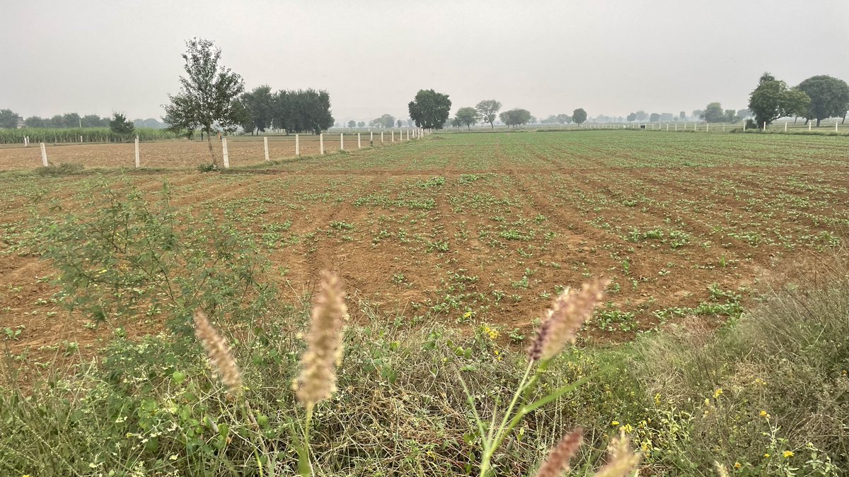 गाँव का मौसम 💚
