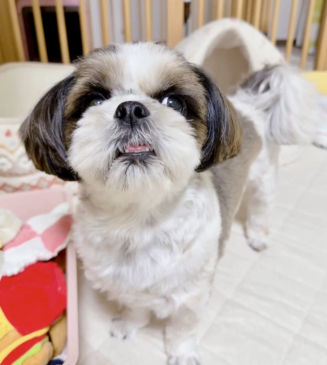 シーズーのお嬢さん (@Ojousan_ShihTzu) / Posts / X