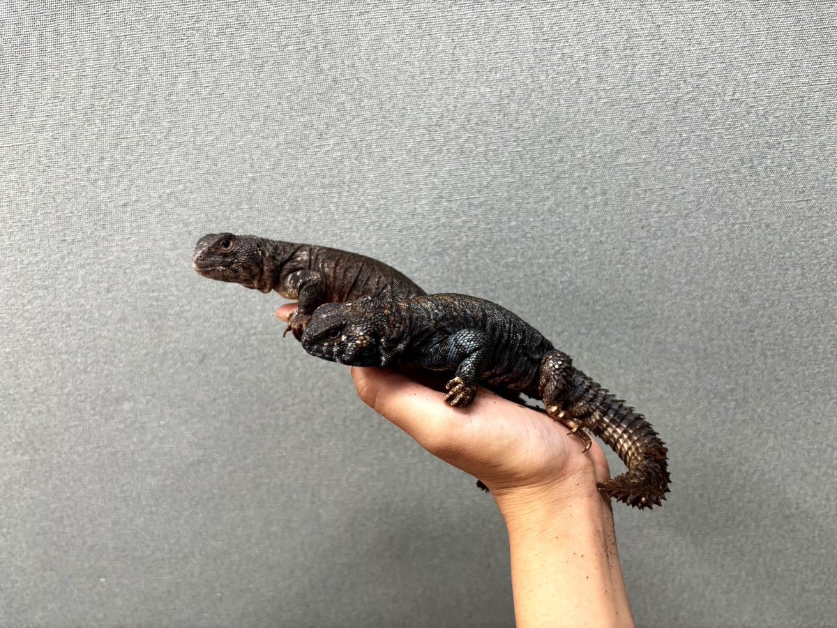 買取KING-staff on X