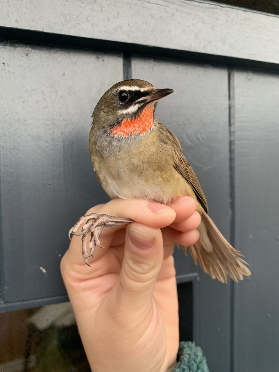 alpine_swift_'s tweet image. A 1st winter male SIBERIAN RUBYTHROAT caught on North Ronaldsay!!!
