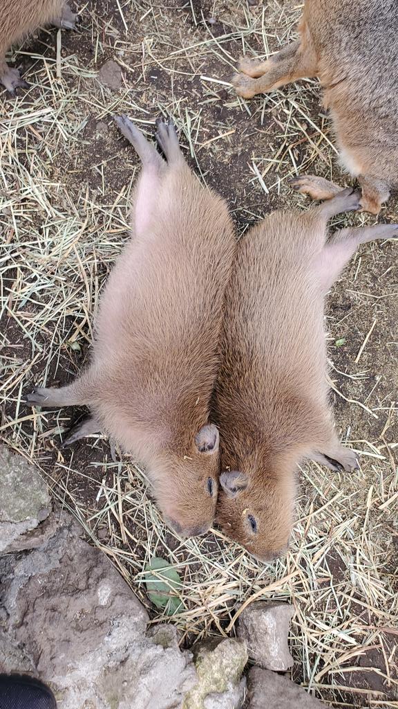 カピバラです　③ カピバライダー (@4fvirqaIVMSHckU) / Posts / X