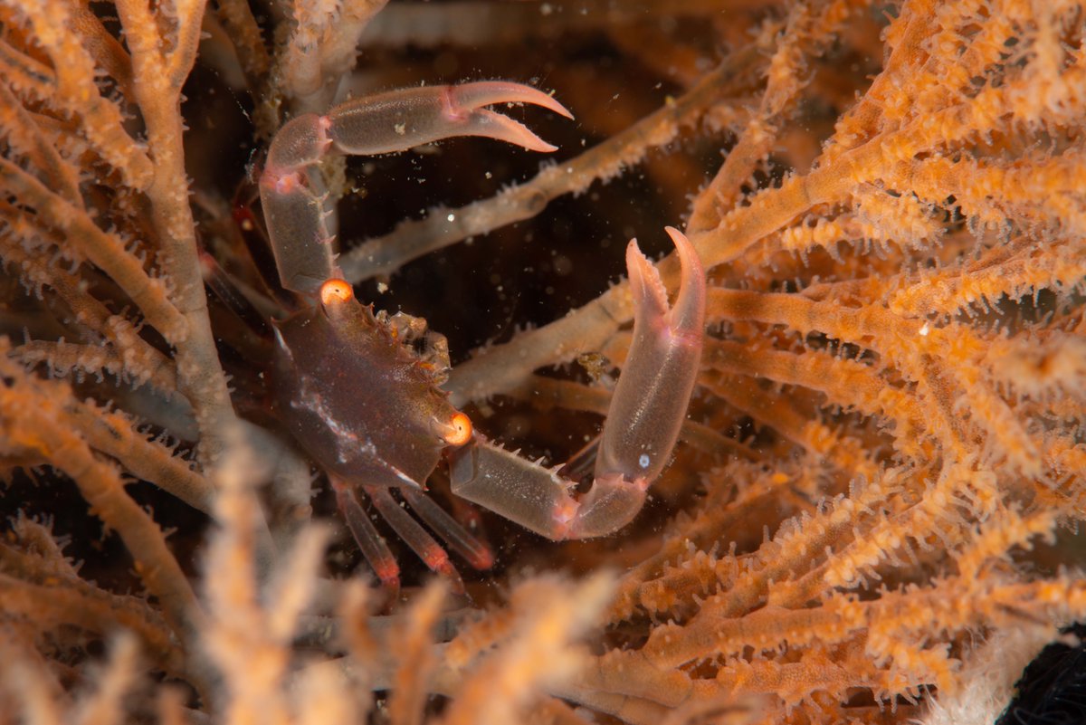 Crabs of Ose cape, Numazu, Shizuoka, Japan No.145
ベニサンゴガニ属の一種
Quadrella sp.
甲幅1cm弱、カナアミカラマツに共生。先端、水深37m。
フィリピンでも見たことがある。
#大瀬崎, #crab, #brachyura, #カニ, #蟹