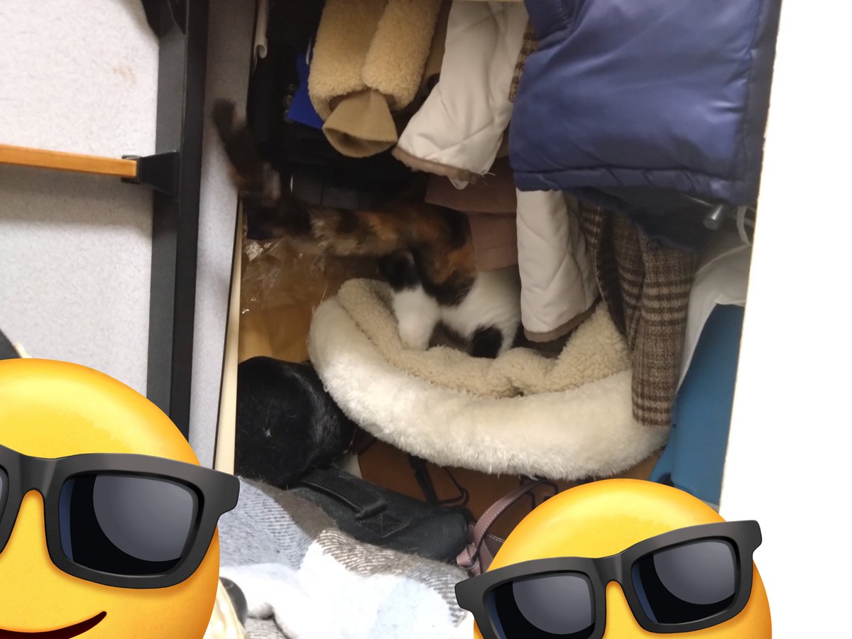 猫さん 猫さん Buy ZX 700 - B34330 | GOAT