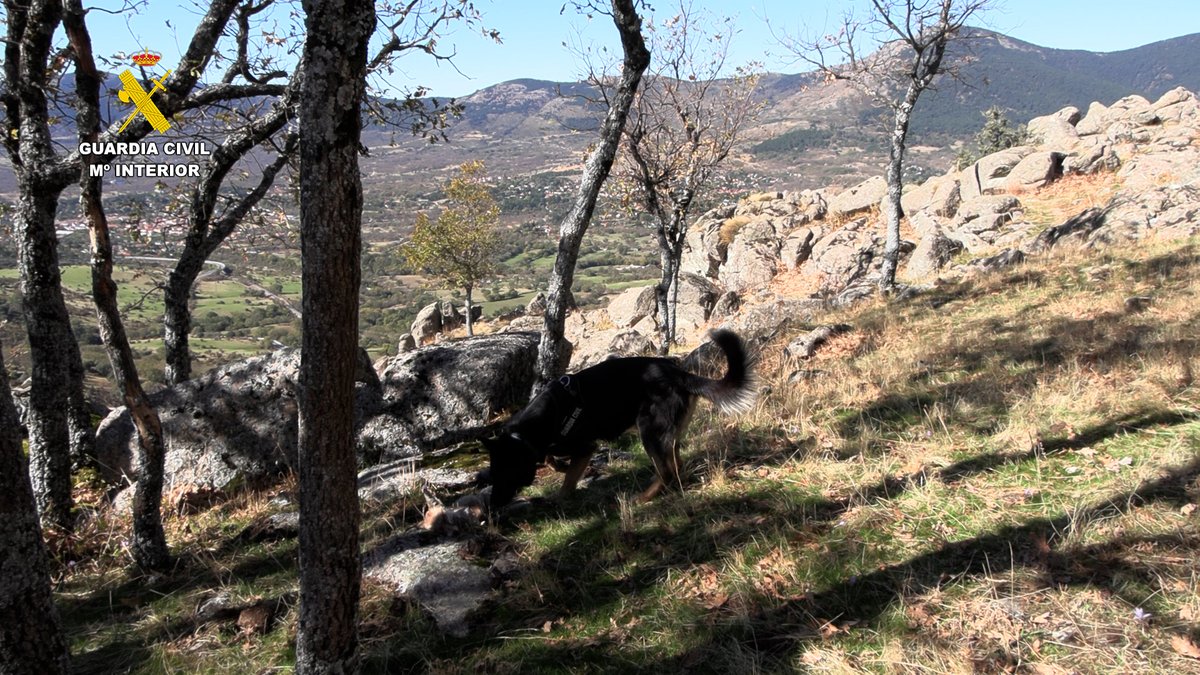 interiorgob's tweet photo. 🚔 En la operación #Atrax, la @guardiacivil ha combatido el uso de venenos y medios de caza prohibidos en toda #España:

➡️ 509 inspecciones
➡️ 91 infracciones penales 
➡️ 351 infracciones administrativas

🛂 62 personas detenidas/investigadas por delitos contra la flora y fauna. https://t.co/O8RUwY7xbR